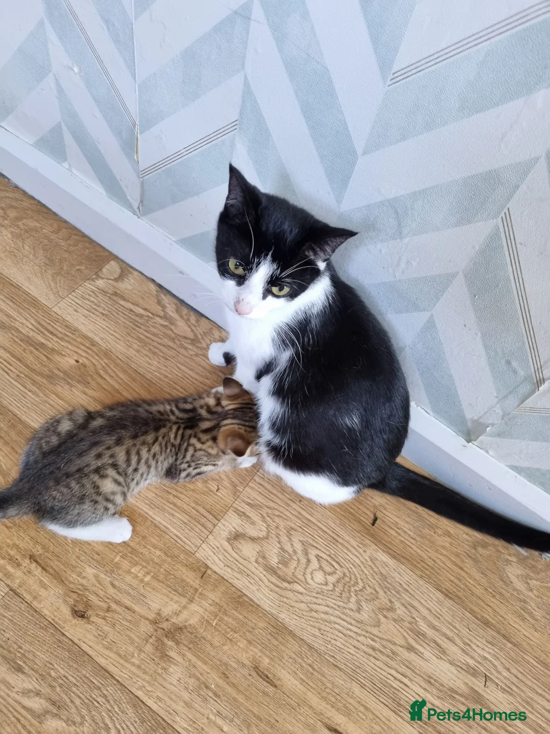 Mixed Breed cats for sale: Playful female tabby kitten - Advert 2