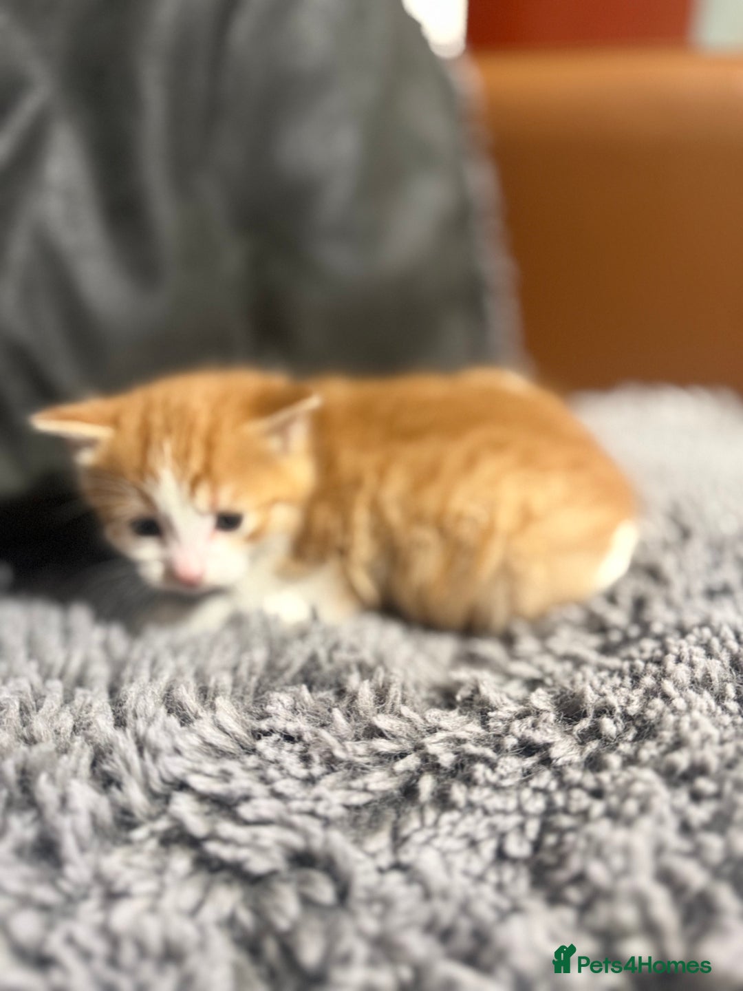 Mixed Breed cats for sale: Kittens  - Advert 3