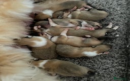 Rough Collie dogs for sale: KC Registered sable and white rough collie ouppies - Image 4