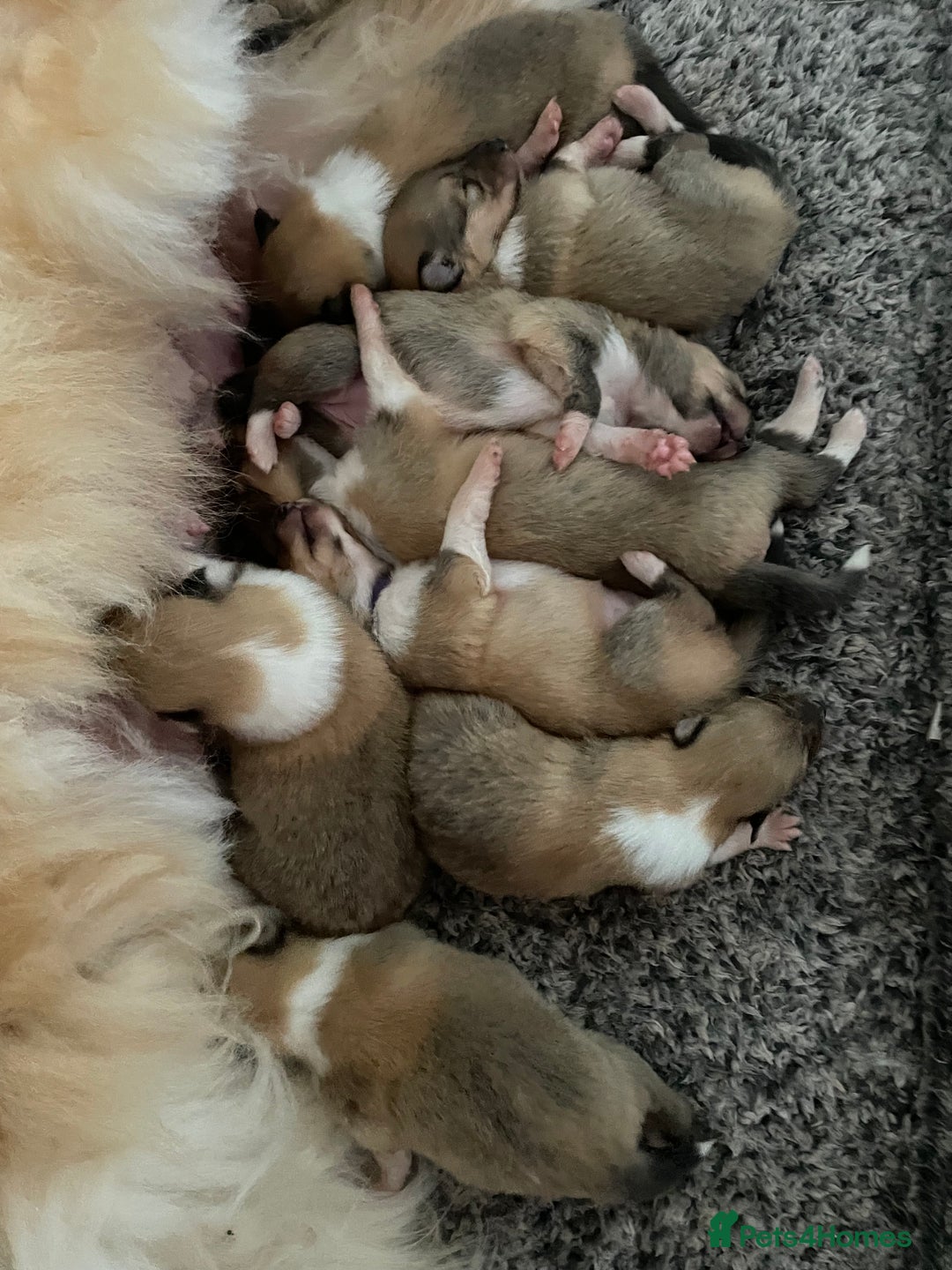 Rough Collie dogs for sale: KC Registered sable and white rough collie ouppies - Image 4