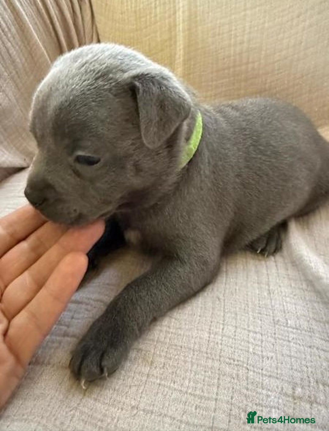 Staffordshire Bull Terrier dogs for sale: Absolutely cute Blue staffys for sale - Image 6