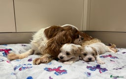 Cavalier King Charles Spaniel dogs for sale: Beautiful Cavalier Cross Maltese Puppies  - Advert 15