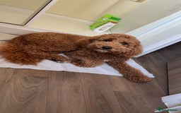 Cavapoo dogs for stud: Red cavapoo - Image 3