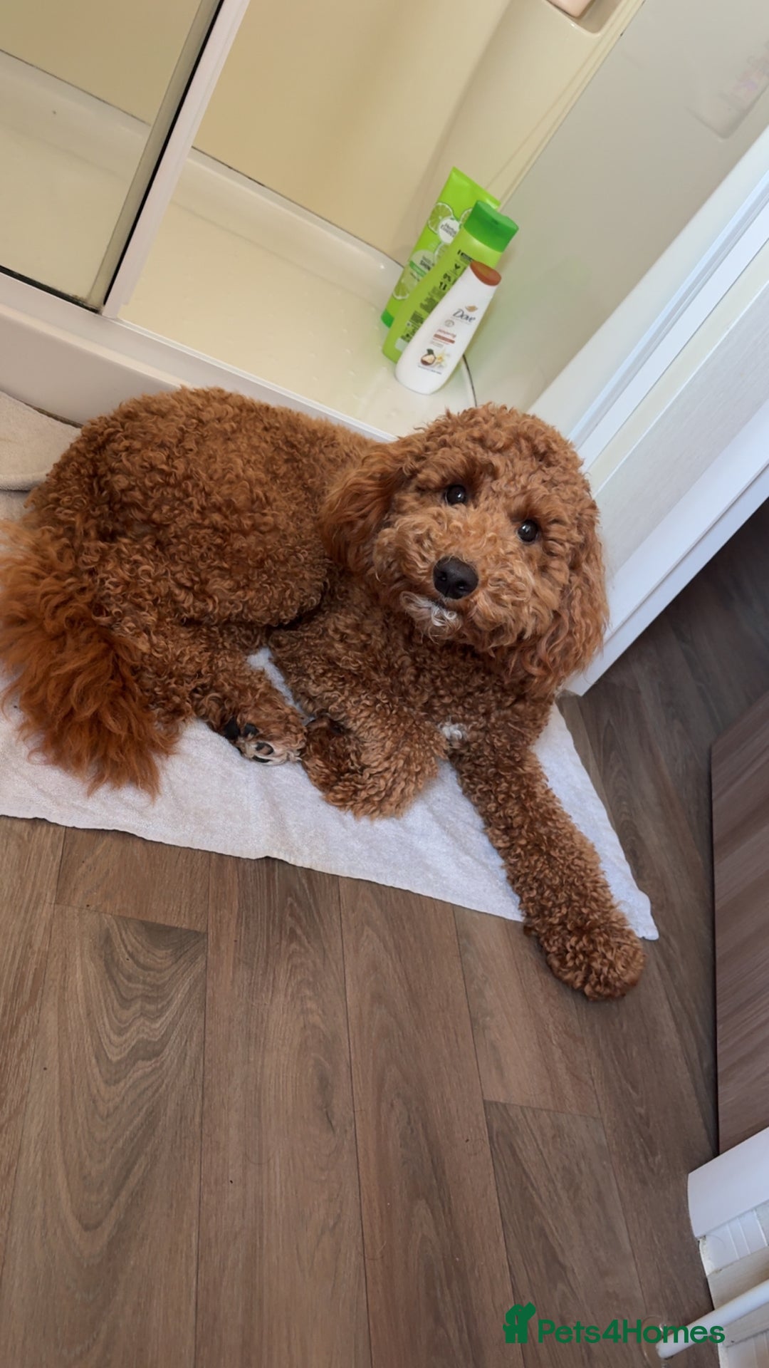 Cavapoo dogs for stud: Red cavapoo - Image 3