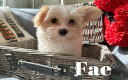 Yorkshire Terrier dogs for sale: Adorable Golddust Yorkshire Terrier Puppies - Image 21