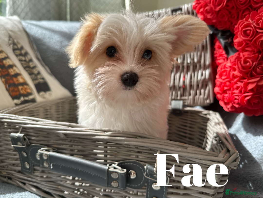 Yorkshire Terrier dogs for sale: Adorable Golddust Yorkshire Terrier Puppies - Image 21