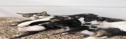 American Shorthair cats for sale: 🐾 6 BEAUTIFUL AMERICAN SHORTHAIR KITTENS 🐾 in Enfield - Advert 9