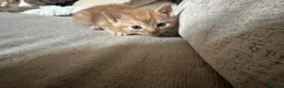 Mixed Breed cats for sale: Gorgeous Gingers  in Ashford - Advert 6