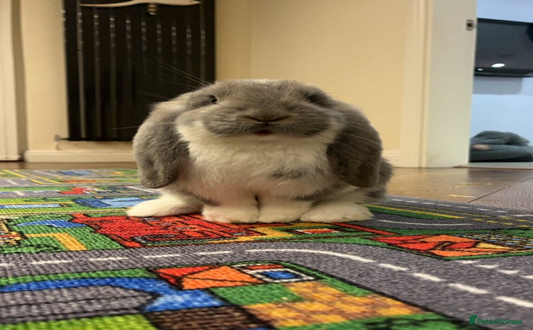 French Lop rabbits - Advert 2