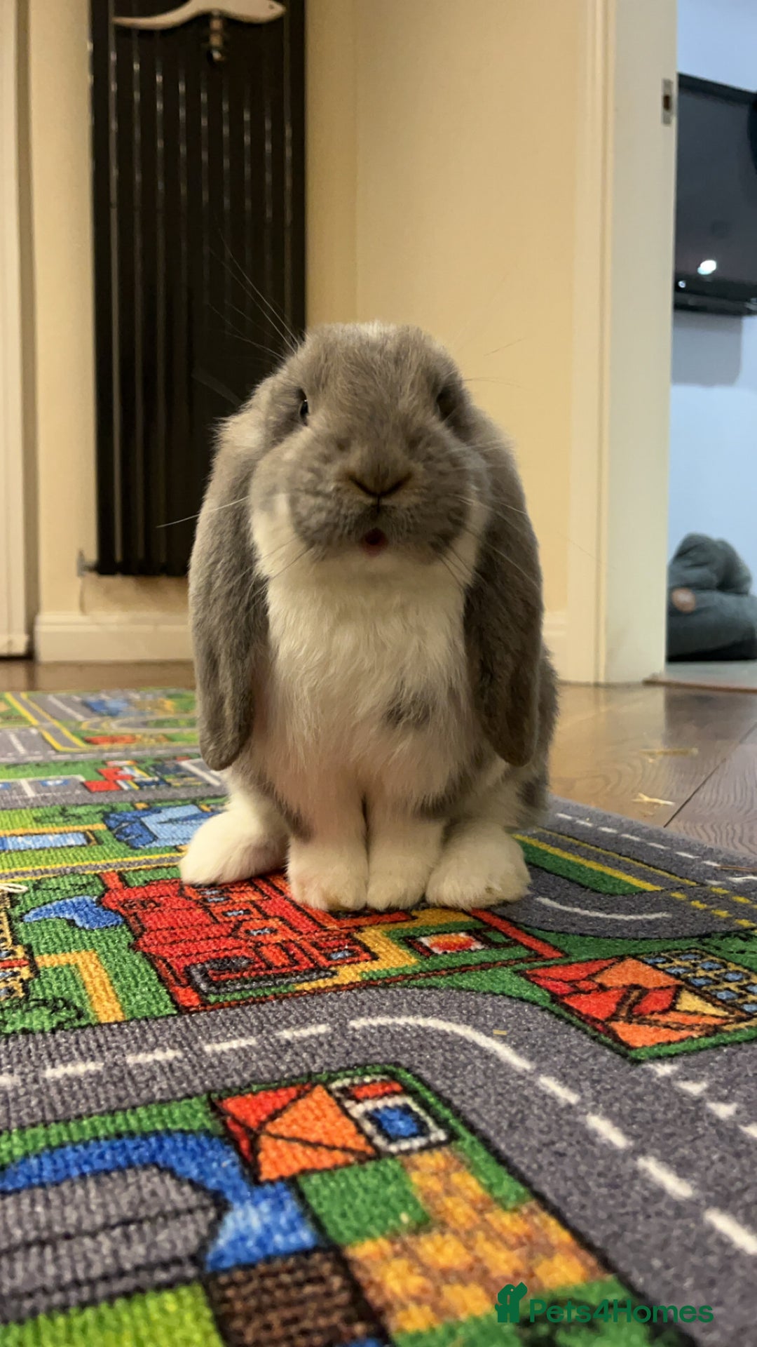 French Lop rabbits for sale: Giant French lop - Image 1