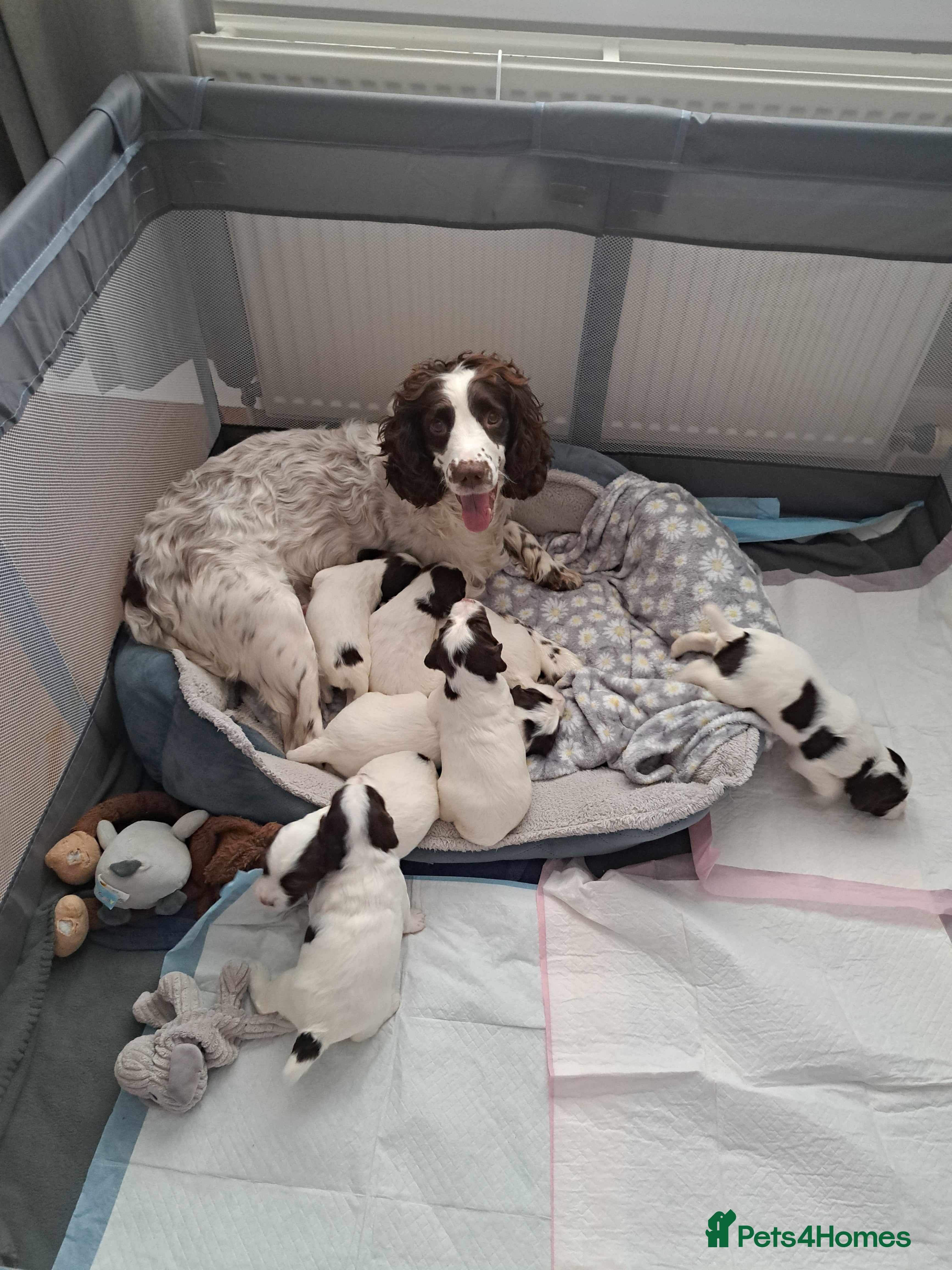 English Springer Spaniel dogs Springer Spaniel Puppies - Advert 2