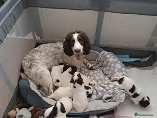 English Springer Spaniel dogs Springer Spaniel Puppies - Advert 2