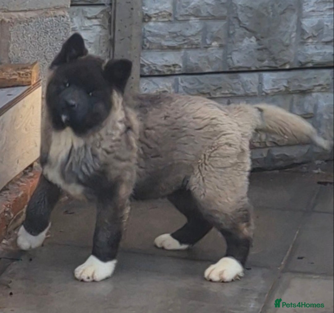 Akita dogs for sale: KC REGISTERED BEAR HEAD AMERICAN AKITA FEMALE PUP - Advert 8