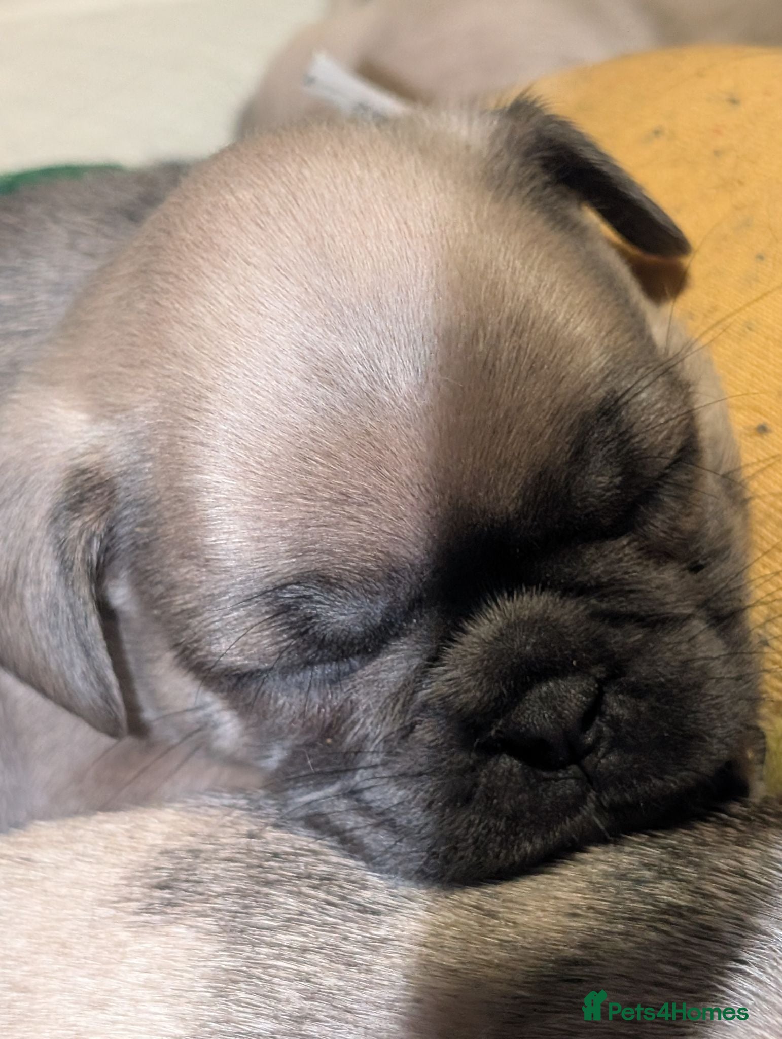 Frug dogs Beautiful litter of frugs(last beautiful boy) - Advert 7