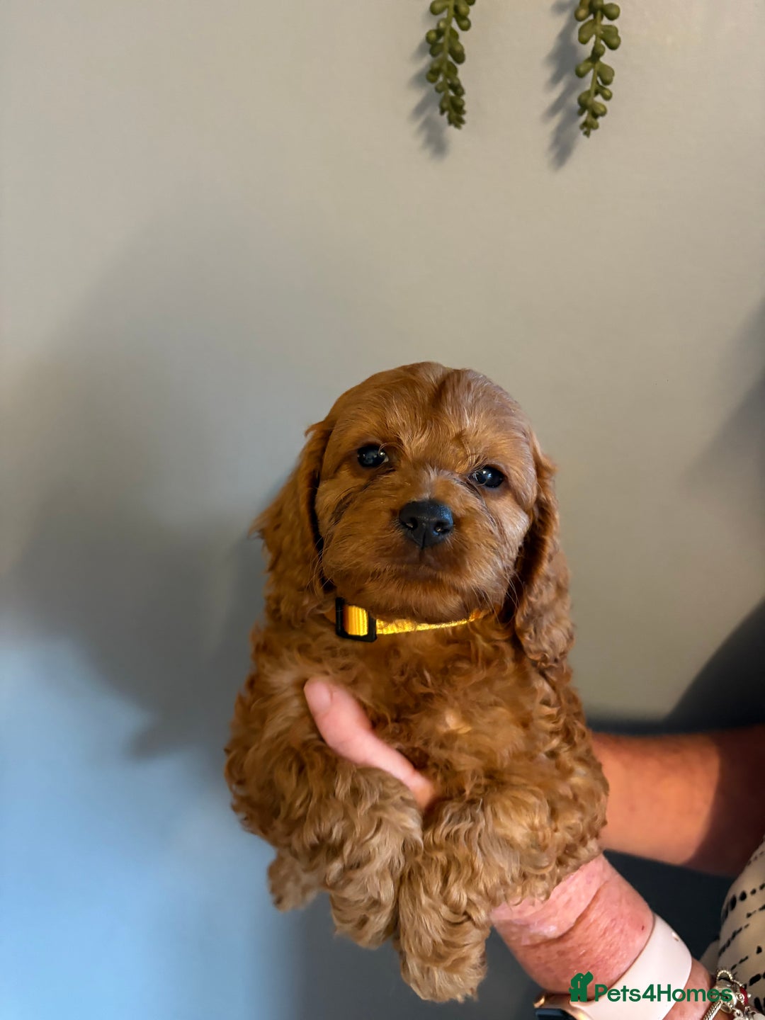 Cockapoo dogs for sale: Red F1 toy cockapoo puppies - Image 12