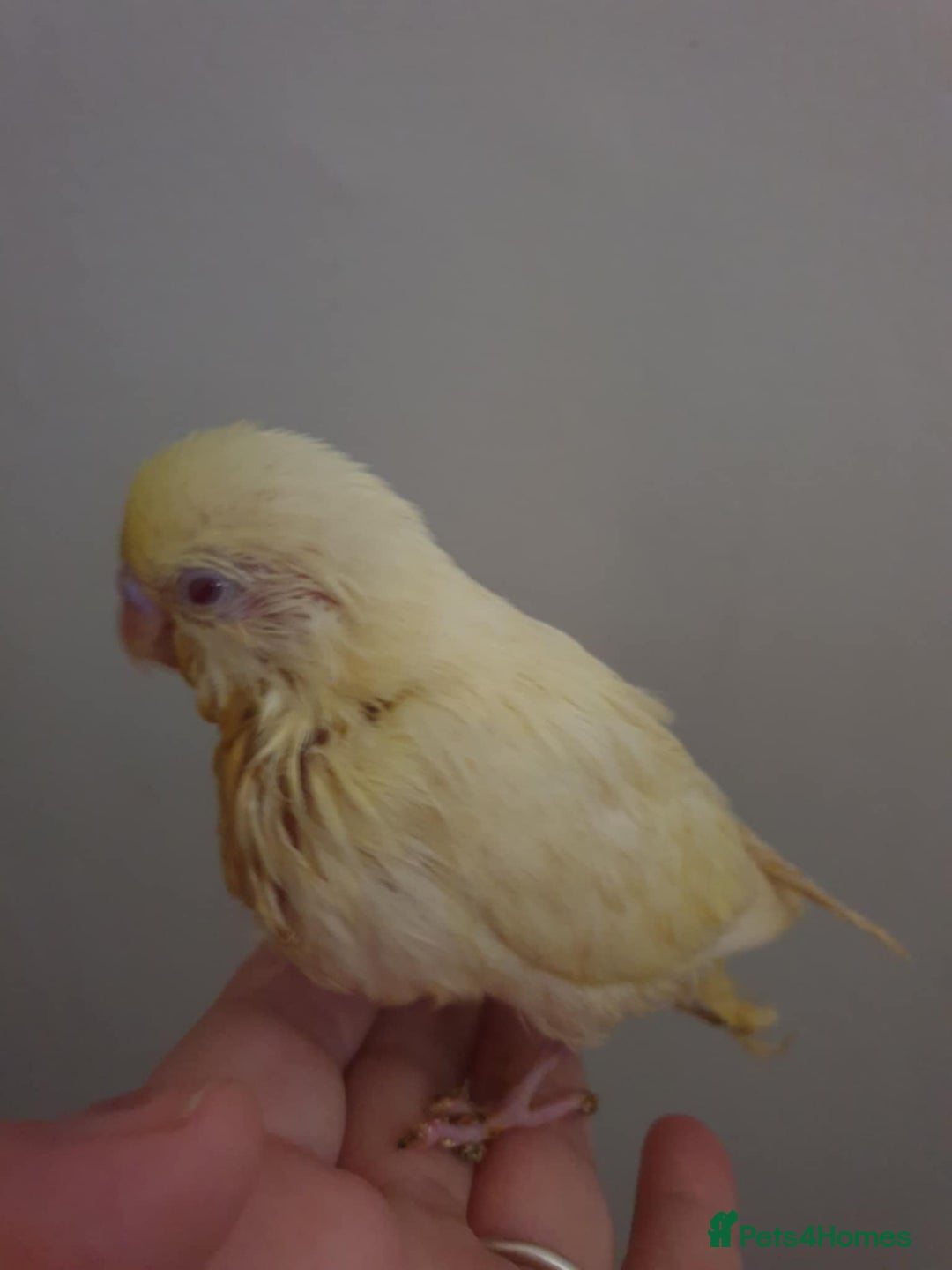 Budgerigars birds for sale: Beautiful hand reared baby budgies  - Advert 7