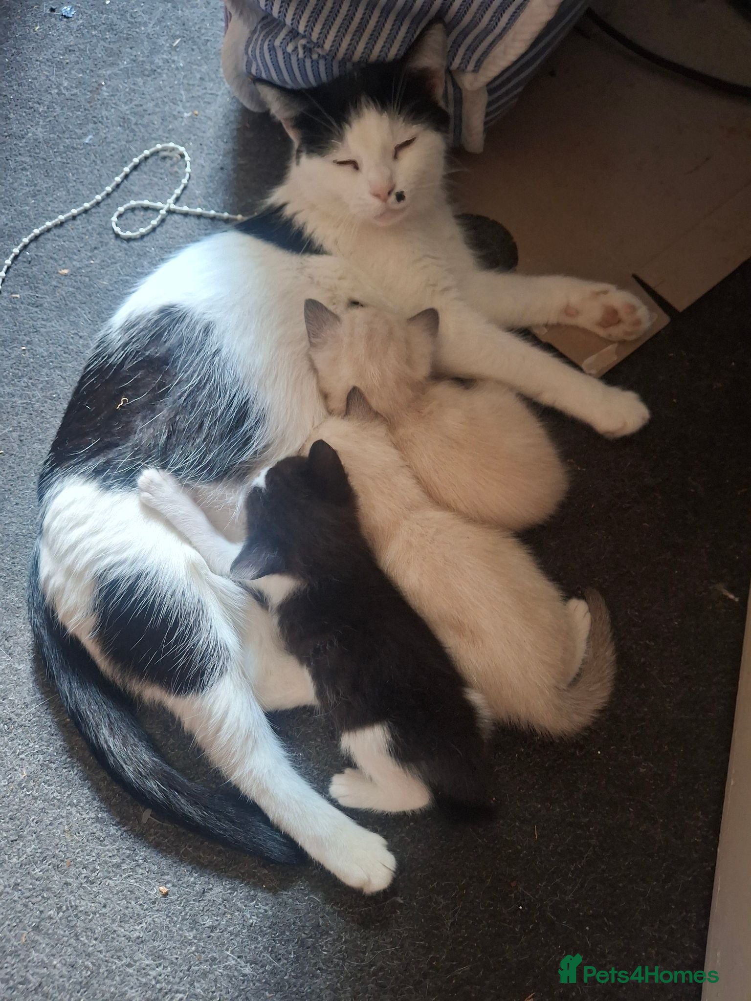 Mixed Breed cats Three Adorable Kittens Looking for Loving Homes - Advert 1
