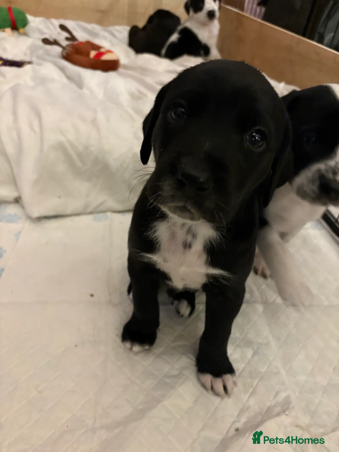 Mixed Breed dogs for sale: Dalmatian x Labrador puppies  - Advert 10