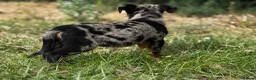 Beauceron dogs for sale: 🌟Merdelaine Beaucerons🌟extensively tested litter - Advert 12