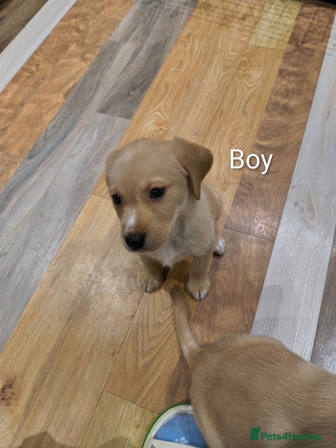 Labrador Retriever dogs for sale: Labrador  - Advert 5