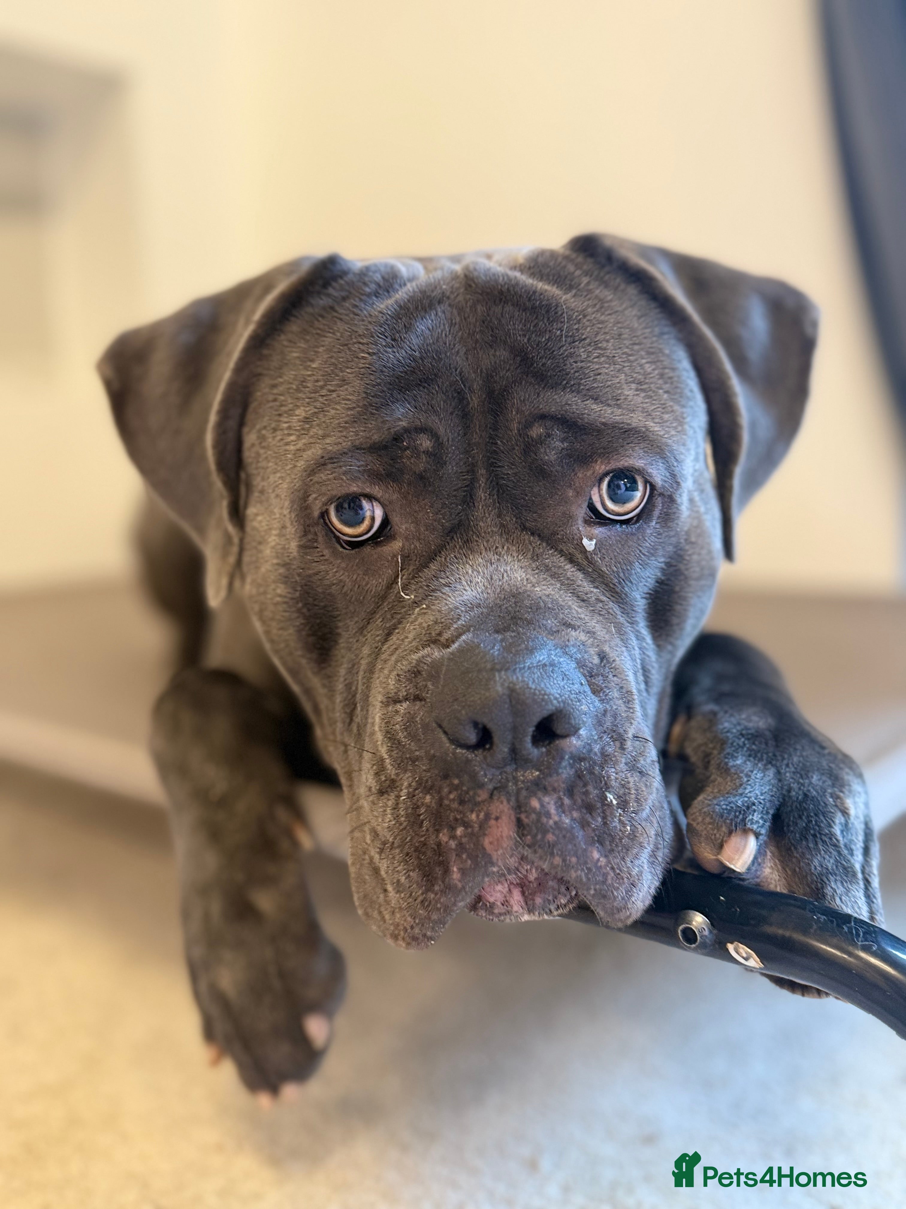 Cane Corso dogs 20 Month old Grey Male cane corso stunning example - Advert 11