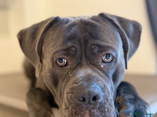 Cane Corso dogs 20 Month old Grey Male cane corso stunning example - Advert 11