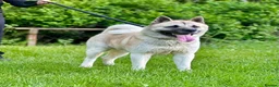 Akita dogs for sale: Akita puppy in Birmingham - Advert 6