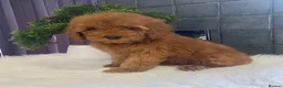 Miniature Poodle dogs for sale: Stunning Red Minature Poodle Boy  - Advert 6