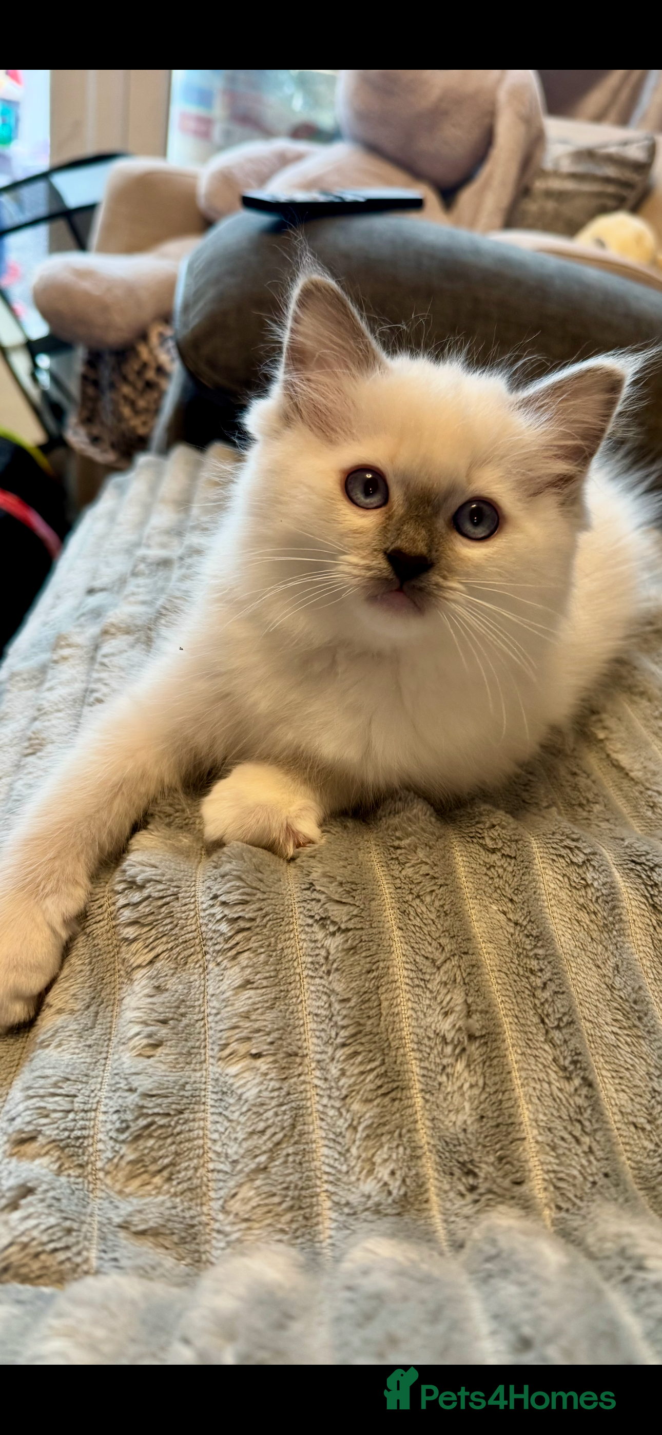 Ragdoll cats Ready to leave 4th Feb, TICA reg Ragdoll kittens   - Advert 17