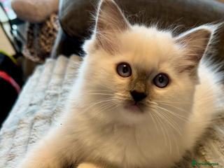 Ragdoll cats Ready to leave 4th Feb, TICA reg Ragdoll kittens - Advert 17