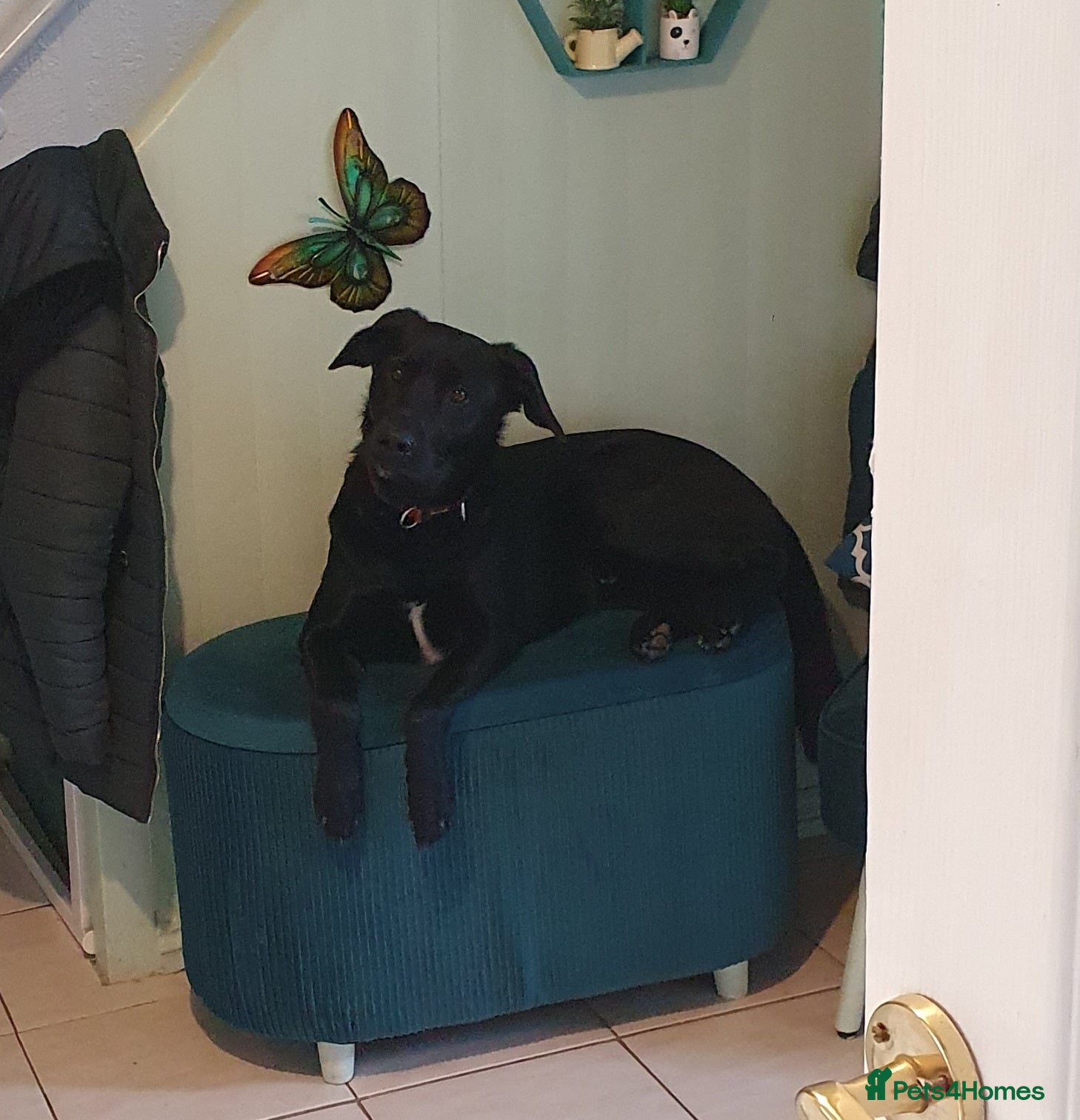 Borador dogs Lovely 2 year old lab/collie for sale - Advert 1