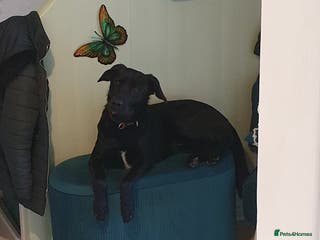 Borador dogs Lovely 2 year old lab/collie for sale - Advert 1