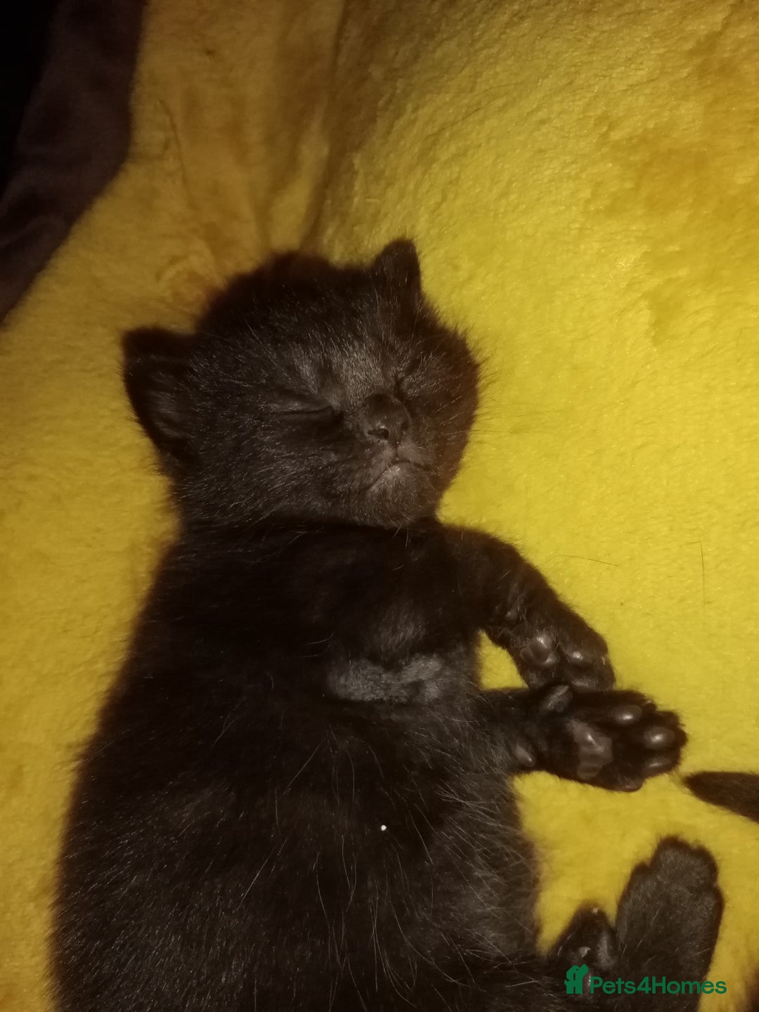 Mixed Breed cats for sale: 4 brown fully tabby kittens  - Image 1