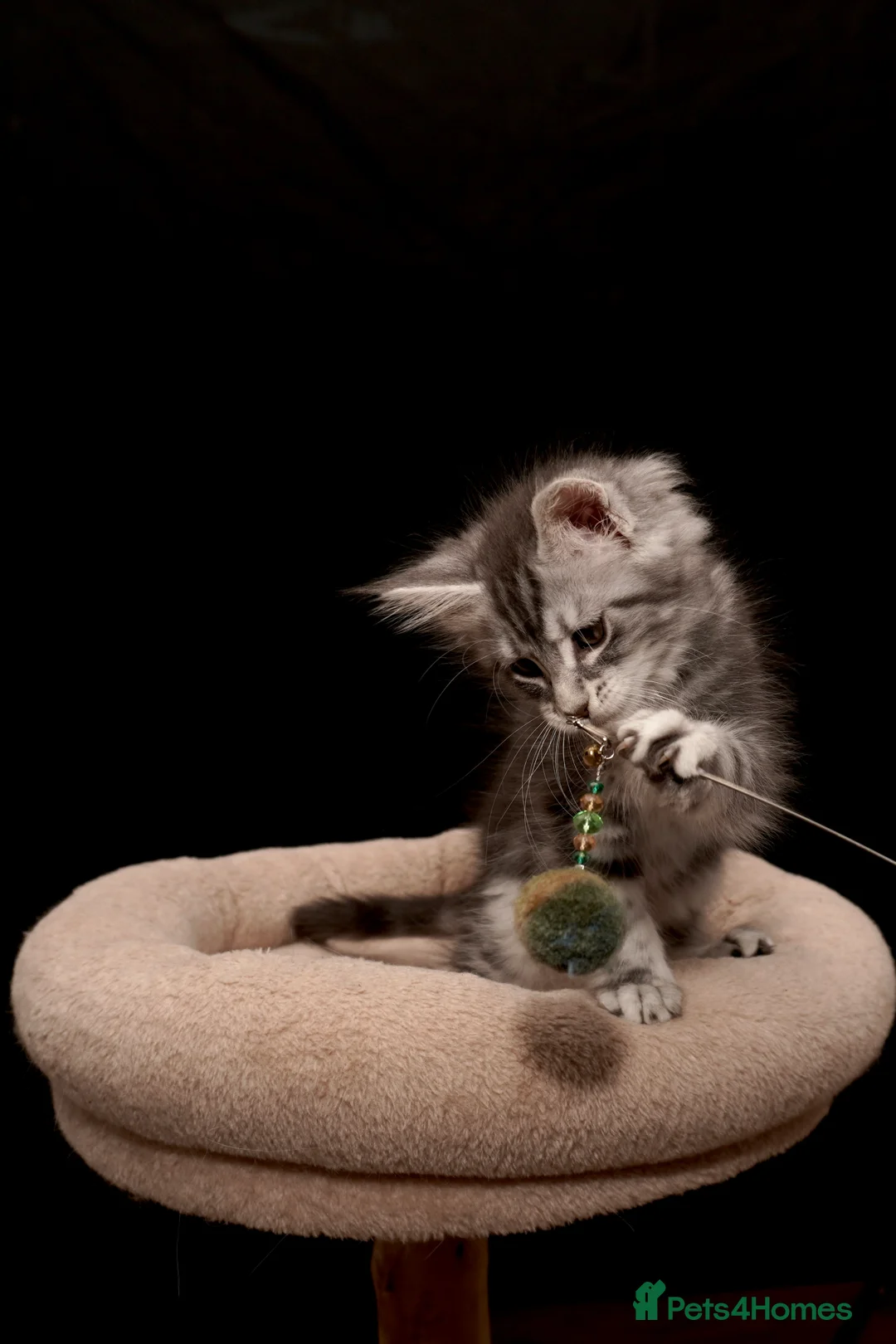 Maine Coon cats for sale: Black Silver classic tabby Mainecoon kittens - Advert 35