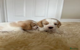 Beagle dogs for sale: Davicard/duffosee beagles - Image 22