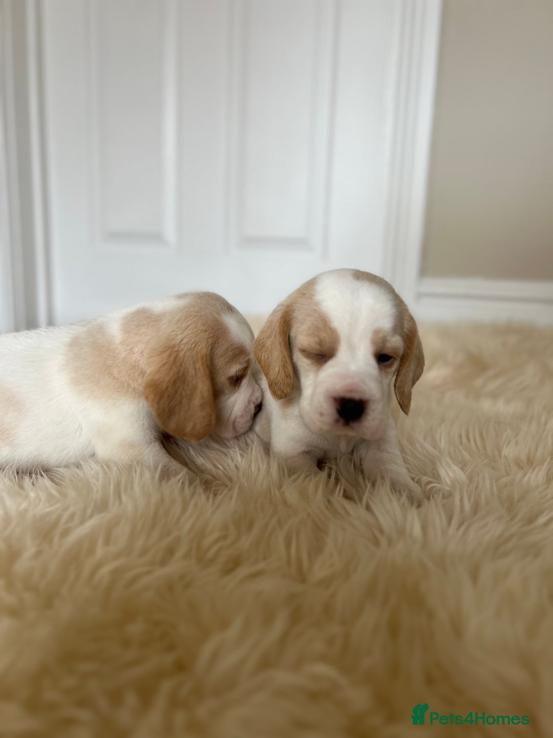 Beagle dogs for sale: Davicard/duffosee beagles - Image 22