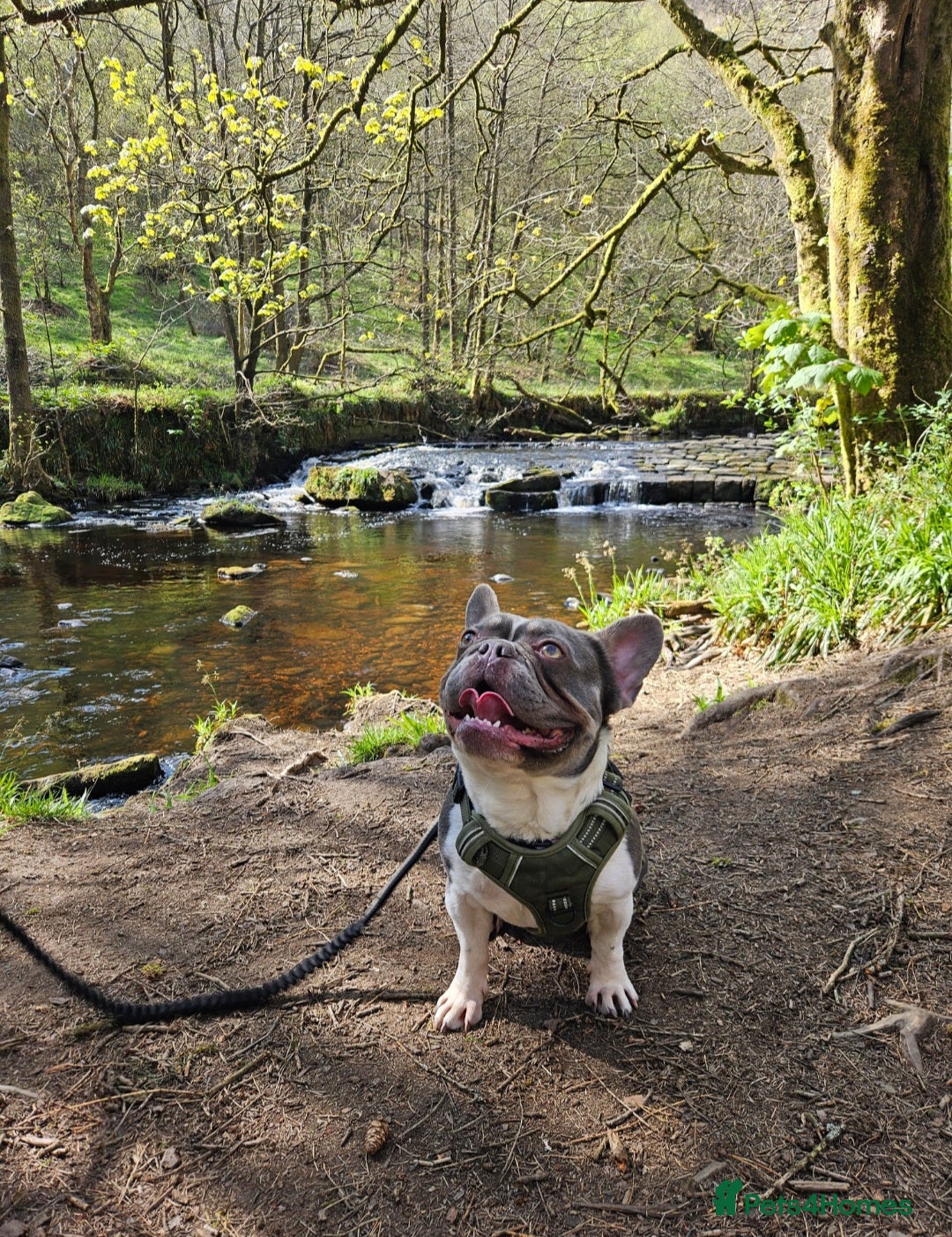 French Bulldog dogs for sale: French Bulldog in need of a loving home - Image 2