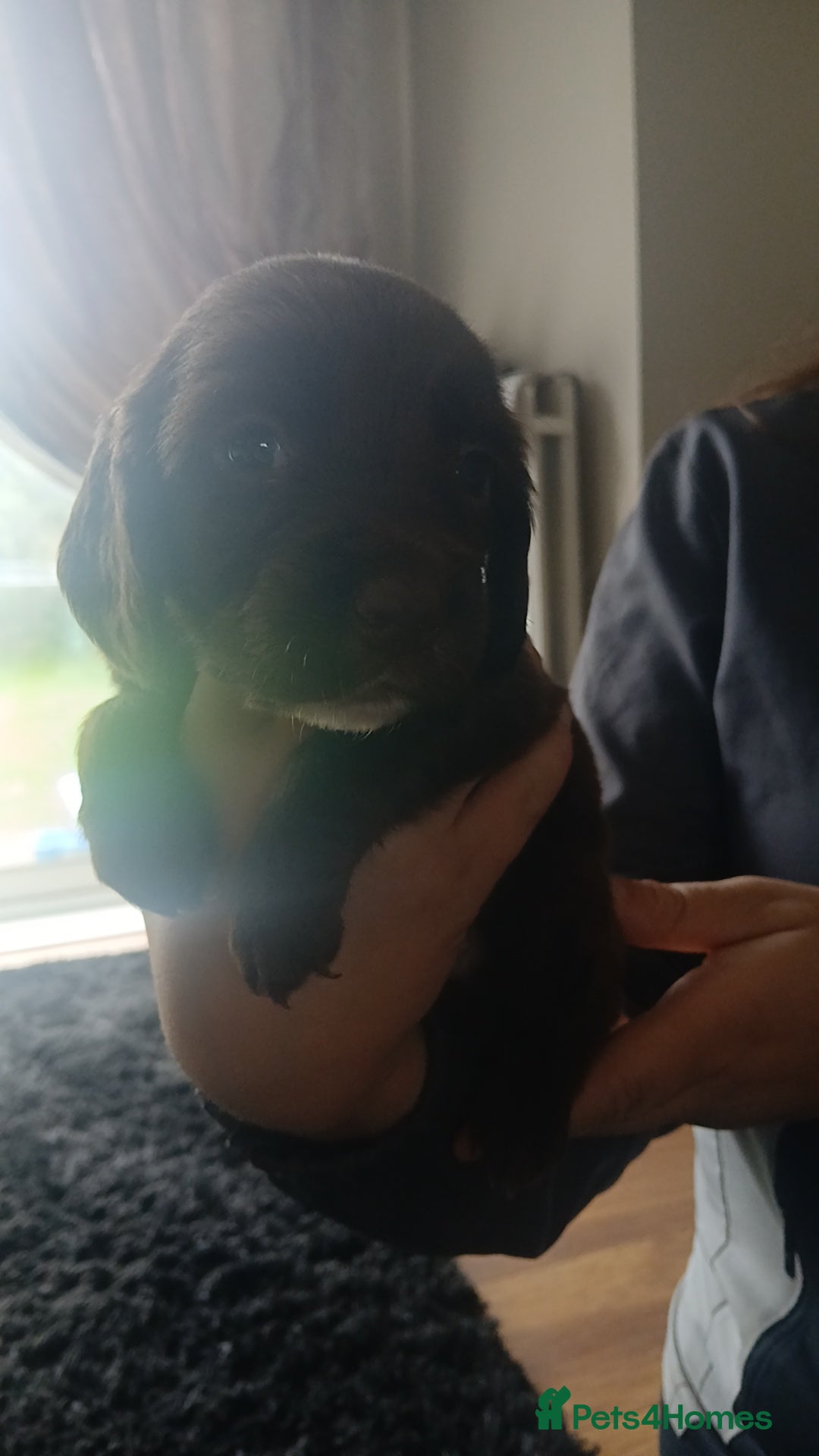 Sprocker dogs for sale: Beautiful litter of sprocker puppies - Image 12