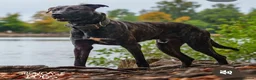 Mixed Breed dogs for sale: Dutch herder puppies - Advert 11