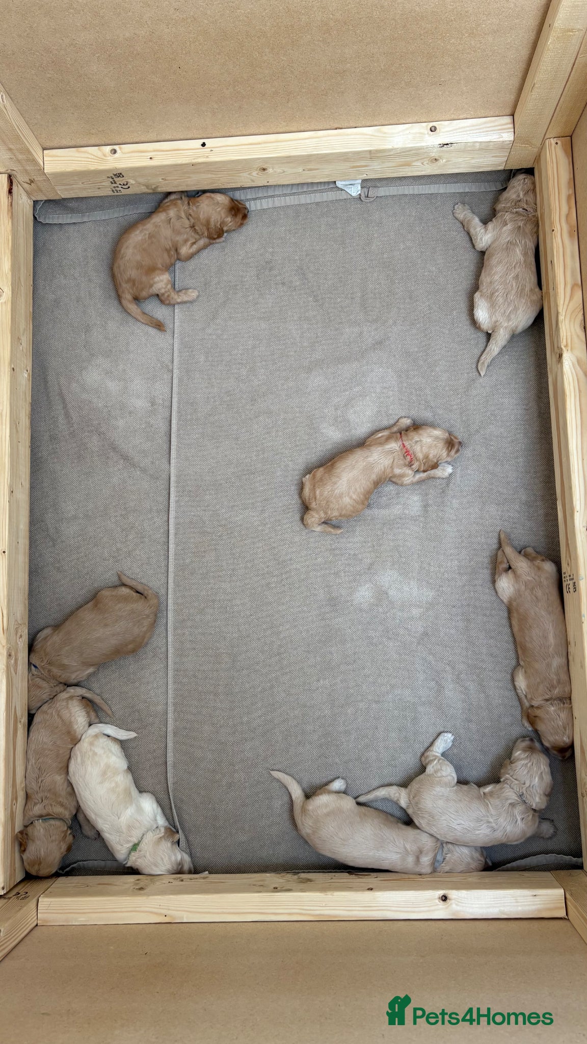 Goldendoodle dogs for sale: Golden doodle puppies from a loving home - Advert 14