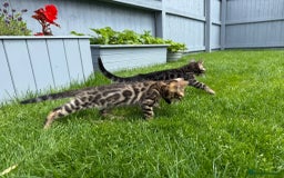 Bengal cats for sale: Bengal Kittens For Sale (Ready To Go - 1 left) - Image 12