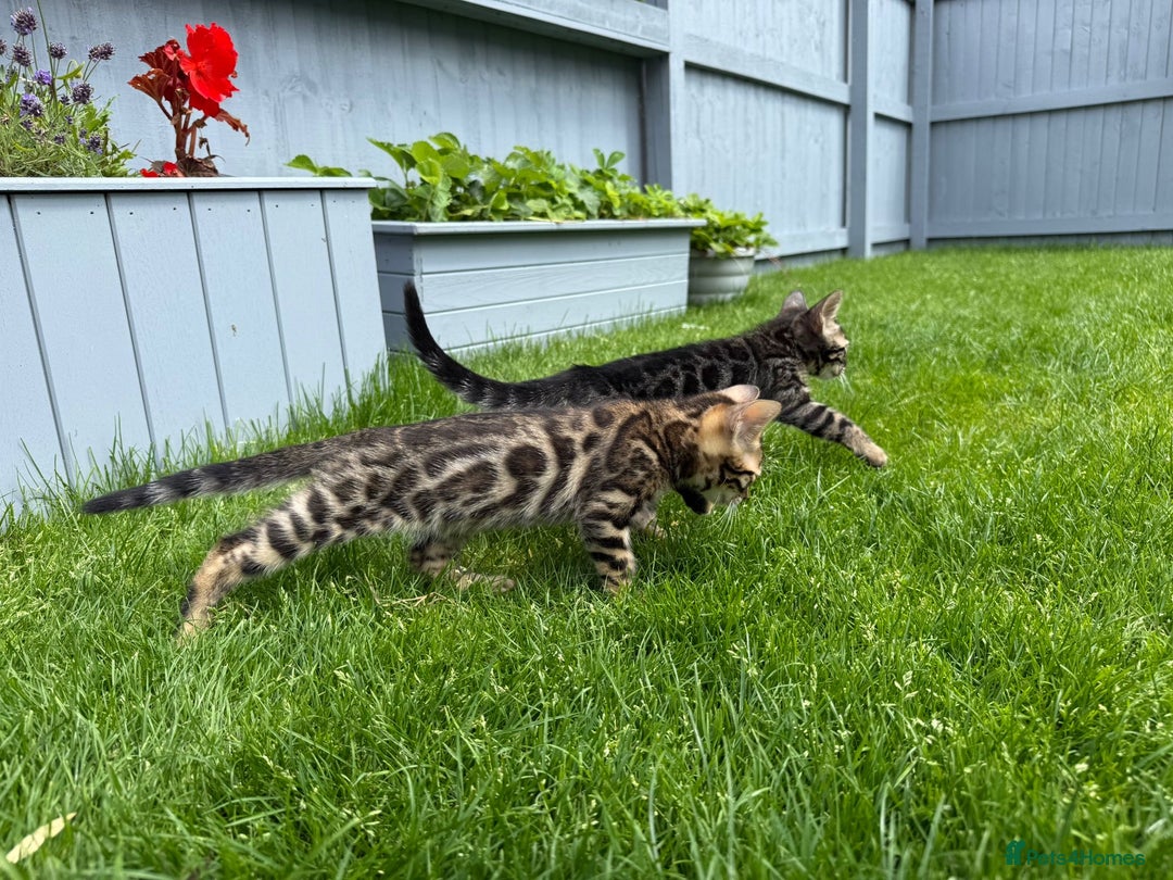 Bengal cats for sale: Bengal Kittens For Sale (Ready To Go - 1 left) - Image 12