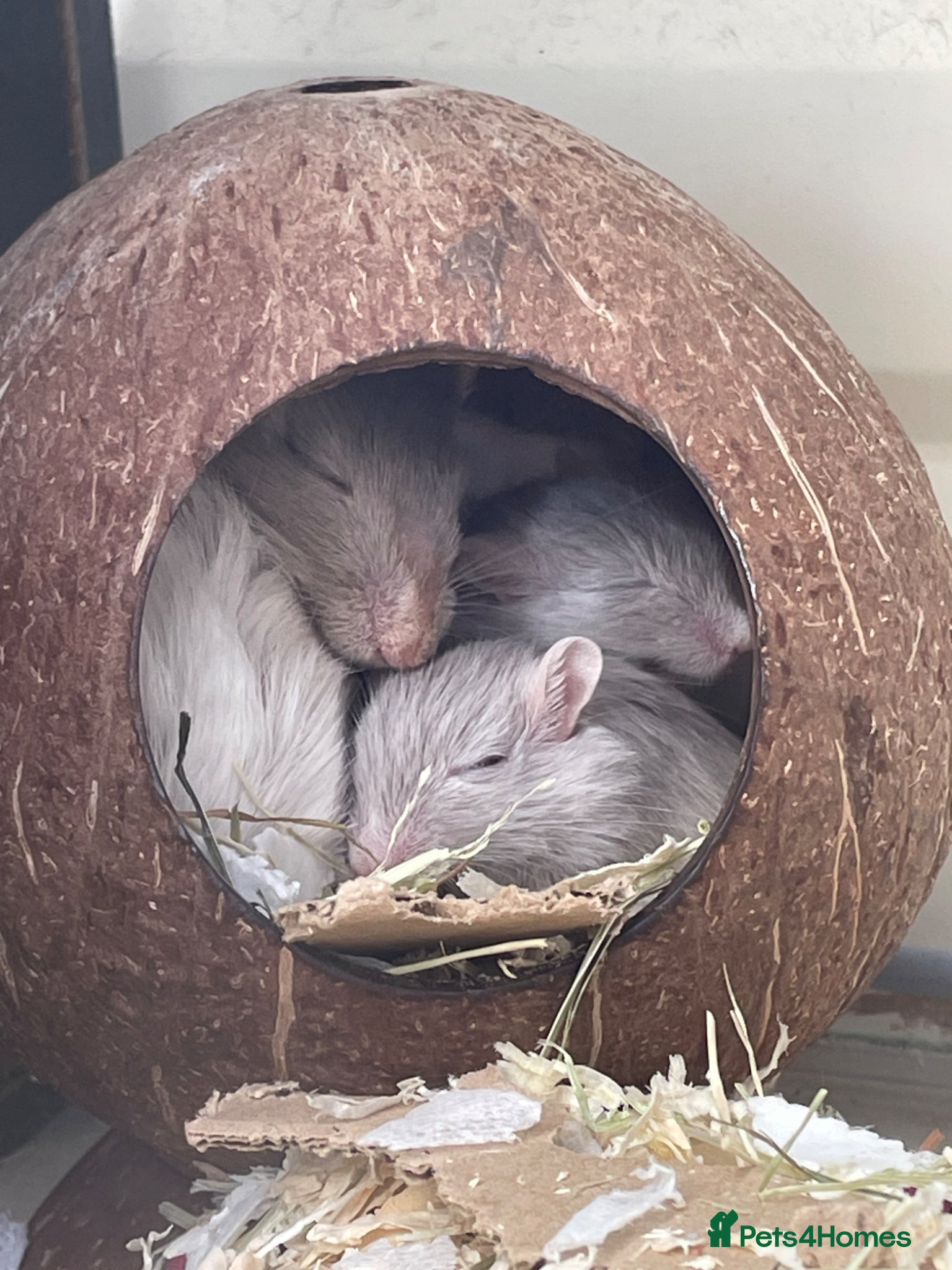 Gerbil rodents Baby Gerbils - Advert 21