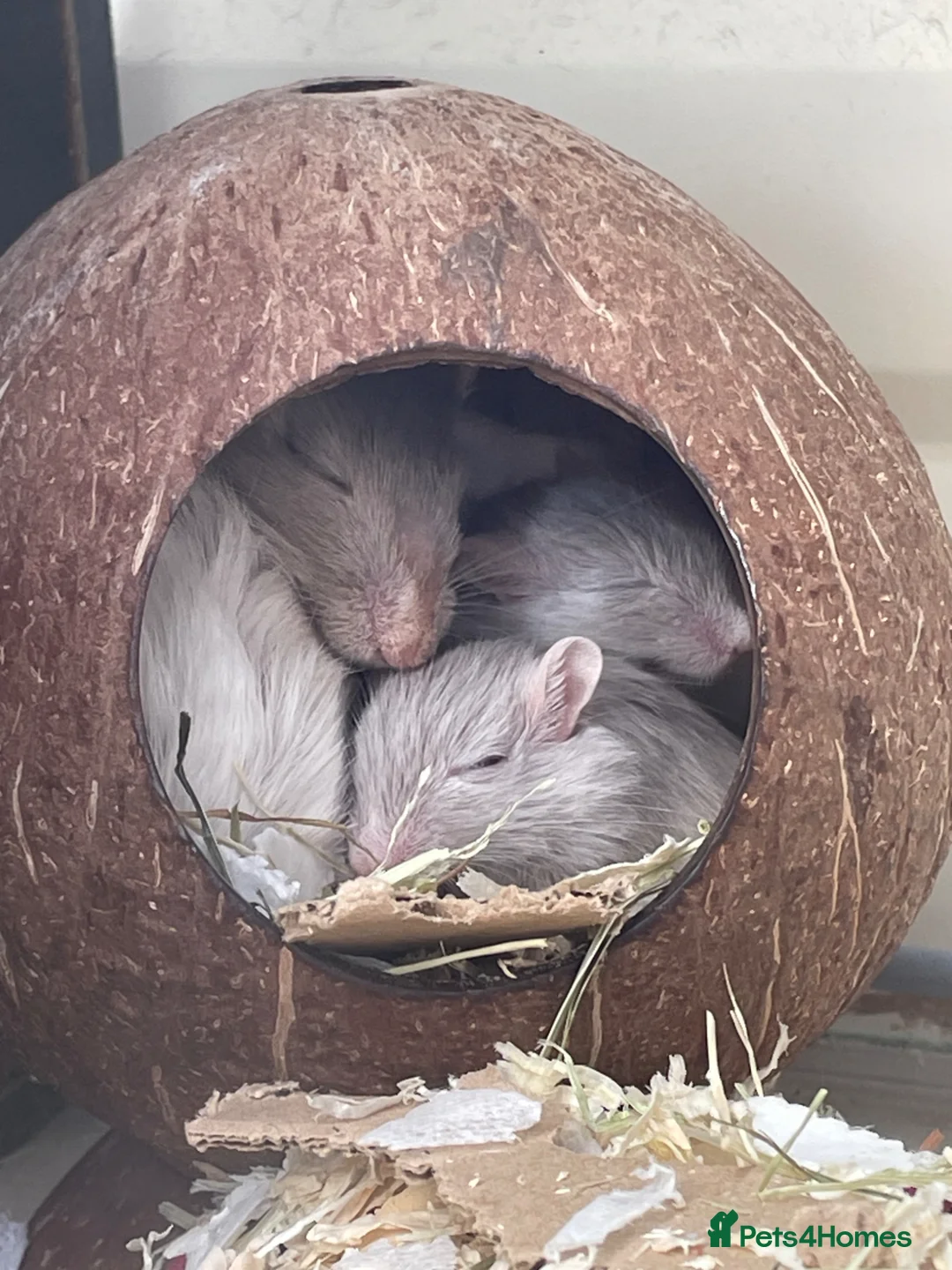 Gerbil rodents for sale: Baby Gerbils - Advert 1