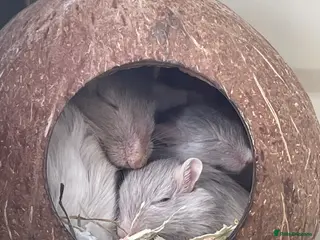 Gerbil rodents Baby Gerbils - Advert 21