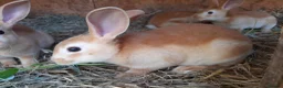 Rex rabbits for sale: Orange rex babies - Advert 1