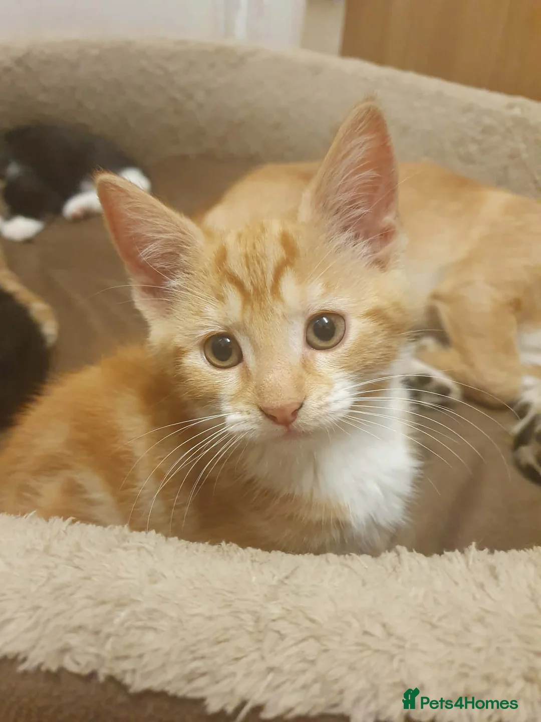 Mixed Breed cats for sale: Kittens - Advert 1