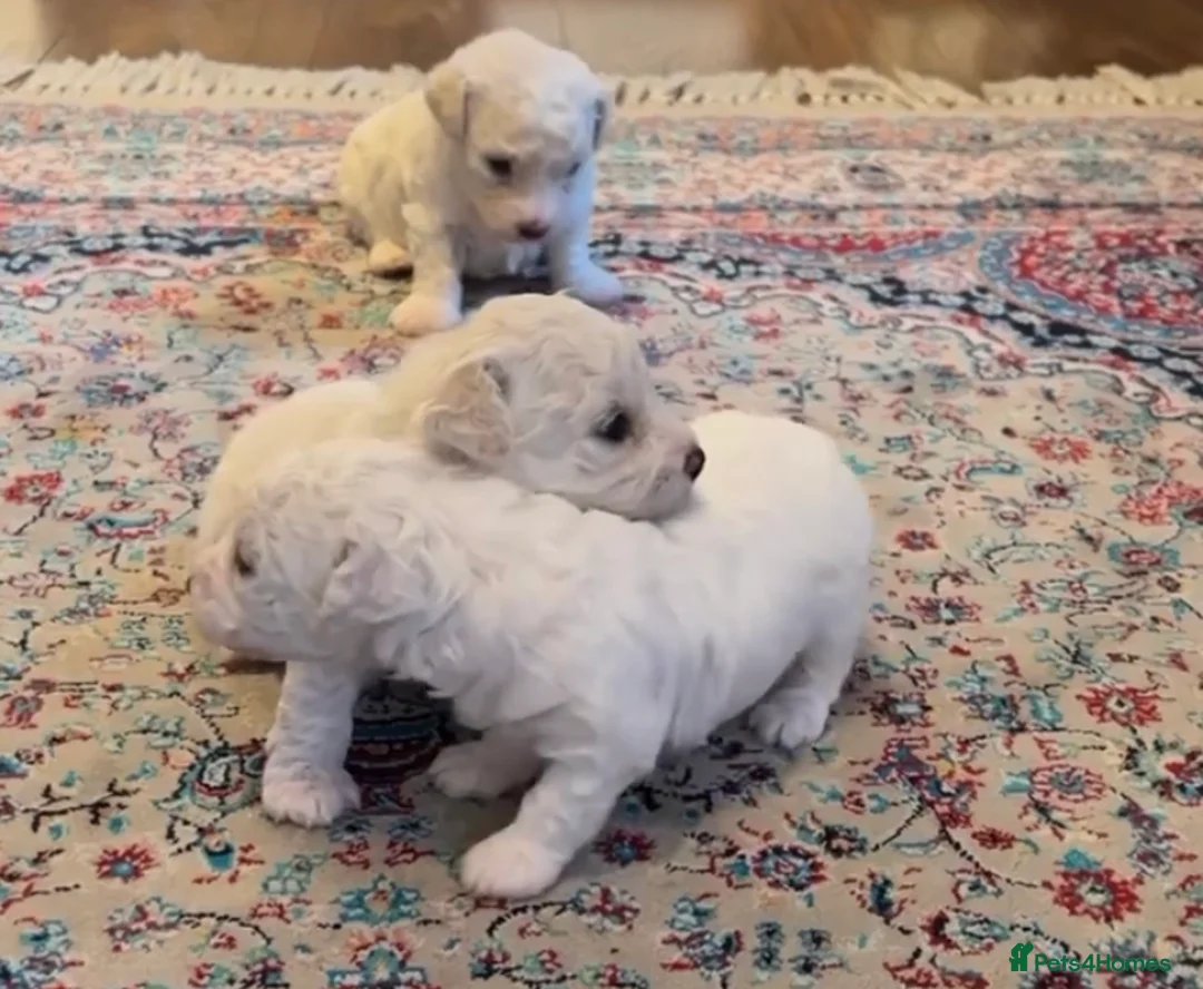 Bichon Frise dogs for stud: Bichon Frise *for stud only* in Hoddesdon - Advert 12