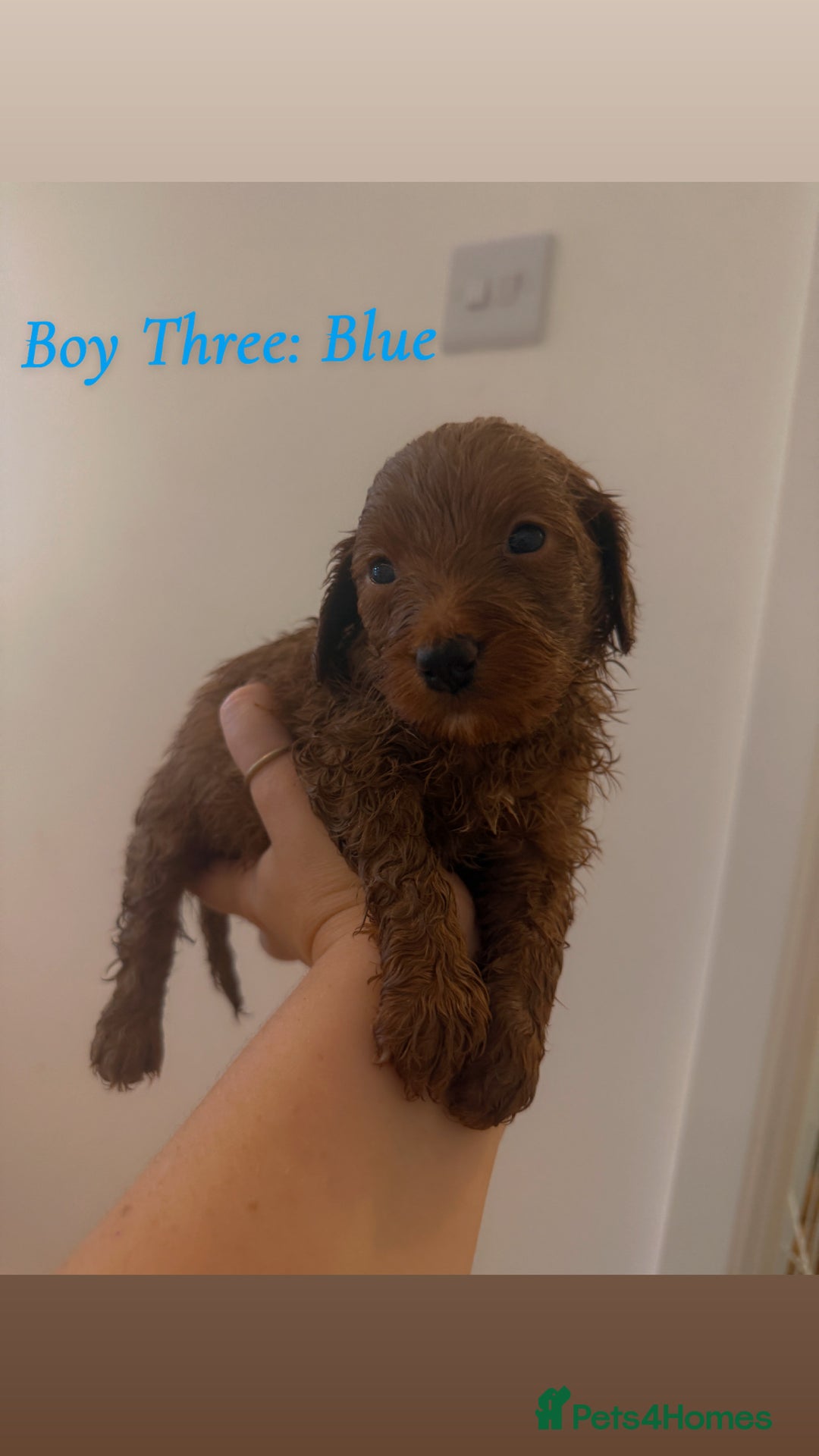 Mixed Breed dogs for sale: Toy Maltipoo X Miniature Labradoodle Puppies - Image 7