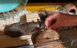 Hamster rodents for sale: Female Syrian for Adoption  - Image 5